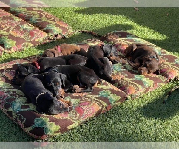 Medium Photo #6 Doberman Pinscher Puppy For Sale in LUTZ, FL, USA