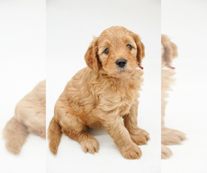 Medium Goldendoodle-Poodle (Miniature) Mix