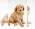 Puppy Miss Red Goldendoodle-Poodle (Miniature) Mix