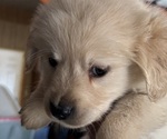 Small Photo #4 Golden Retriever Puppy For Sale in HIDALGO, IL, USA