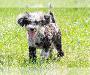 Medium Poodle (Toy)
