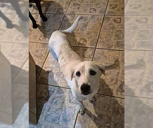 Retriever -Unknown Mix Dogs for adoption in Virginia Beach, VA, USA