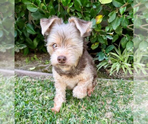 Medium Photo #1 Pomeranian-Unknown Mix Puppy For Sale in Burbank, CA, USA