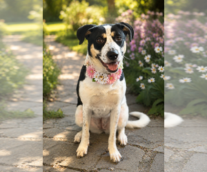 Em - Female Aussiedor Dog for Adoption - Photo #2