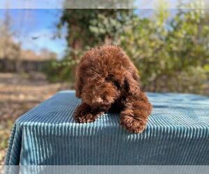Lagotto Romagnolo Puppy for sale in WAUCONDA, IL, USA
