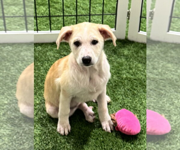 Medium Photo #3 Unknown-pomeranian spitz Mix Puppy For Sale in Sanford, FL, USA