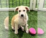 Small #2 pomeranian spitz Mix