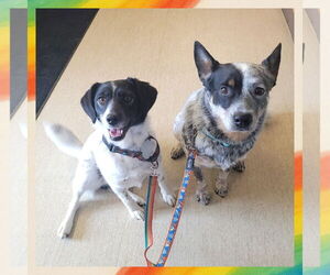 Mutt Dogs for adoption in FAIRLAWN, OH, USA