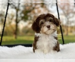 Small #7 Havanese-Poodle (Toy) Mix