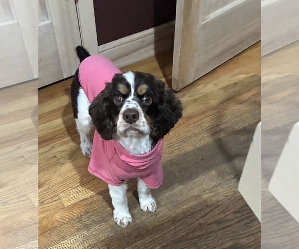 Medium Photo #4 Cocker Spaniel Puppy For Sale in St. Louis Park, MN, USA