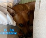 Small Photo #12 Dachshund-Unknown Mix Puppy For Sale in San Antonio, TX, USA