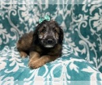 Small Photo #2 Aussiedoodle Miniature  Puppy For Sale in LAKELAND, FL, USA
