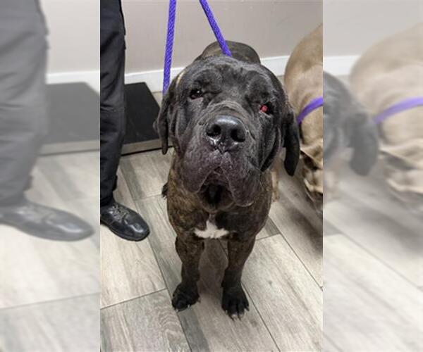 Medium Photo #1 Mutt Puppy For Sale in Redlands, CA, USA