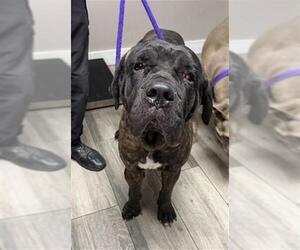 Mutt Dogs for adoption in Redlands, CA, USA