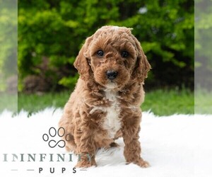 Poodle (Miniature) Puppy for sale in MADISONBURG, PA, USA