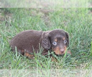 Dachshund Puppy for sale in BLOOMINGTON, IN, USA