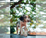 Small Photo #19 Catahoula Leopard Dog Puppy For Sale in WILSONVILLE, OR, USA