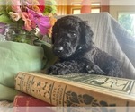 Puppy Bolt Poodle (Standard)