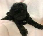 Puppy 4 Poodle (Toy)-Schnauzer (Miniature) Mix