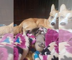 Small Photo #5 Pembroke Welsh Corgi-Pomsky Mix Puppy For Sale in WINDSOR, CO, USA