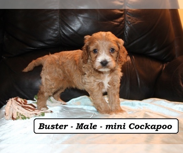 Medium Photo #3 Cockapoo (Miniature) Puppy For Sale in CLARKRANGE, TN, USA