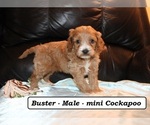 Small #2 Cockapoo (Miniature)