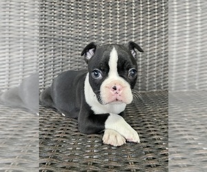 Boston Terrier Puppy for sale in CHARLOTTESVILLE, VA, USA
