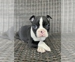 Image preview for Ad Listing. Nickname: Male Boston