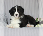 Small Photo #4 Border Collie Puppy For Sale in HONEY BROOK, PA, USA