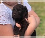 Small Photo #4 Labradoodle Puppy For Sale in JARRELL, TX, USA