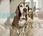Small Beagle