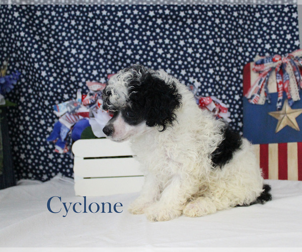 Medium Photo #14 Poodle (Toy) Puppy For Sale in CHANUTE, KS, USA