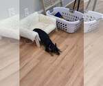 Small #1 Doxie-Pin