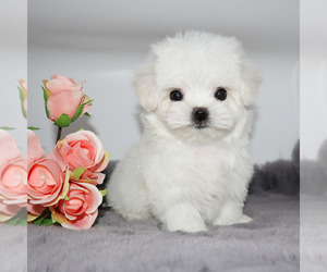 Maltese Puppy for Sale in LOS ANGELES, California USA