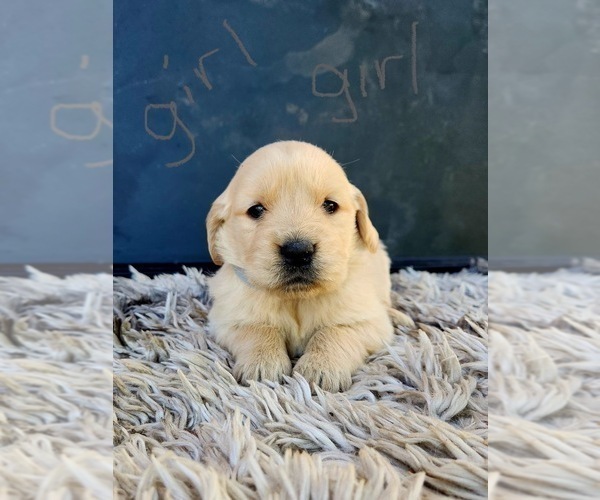 Medium Photo #12 Golden Retriever Puppy For Sale in OROVILLE, CA, USA