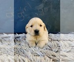 Small Photo #12 Golden Retriever Puppy For Sale in OROVILLE, CA, USA