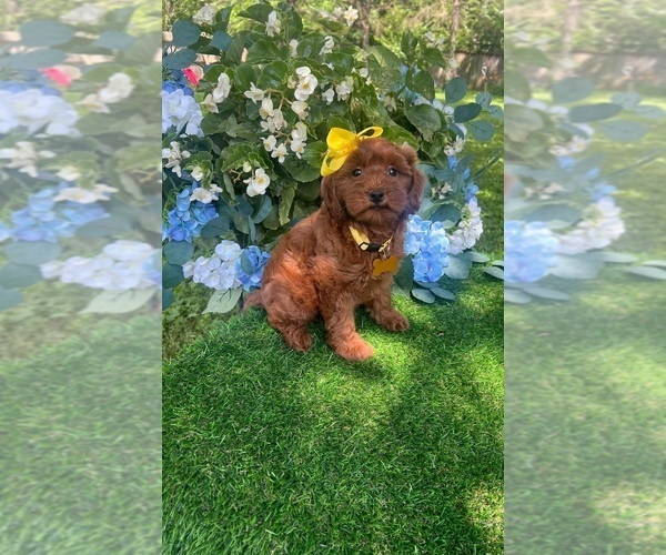 Medium Photo #1 Goldendoodle (Miniature) Puppy For Sale in INDIANAPOLIS, IN, USA