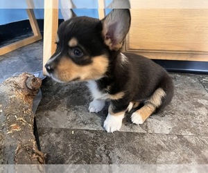 Pembroke Welsh Corgi Litter for sale in ROCKFORD, IL, USA
