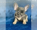 Small Photo #10 French Bulldog Puppy For Sale in VIRGINIA BEACH, VA, USA