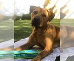 Small #43 Chinese Shar-Pei-Labrador Retriever Mix