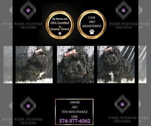 Poodle (Miniature) Puppy for sale in WARSAW, IN, USA