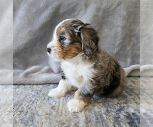 Medium Aussiedoodle Miniature -Miniature Bernedoodle Mix