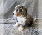 Puppy Stitch Aussiedoodle Miniature -Miniature Bernedoodle Mix