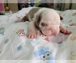 Small Photo #5 Olde English Bulldogge Puppy For Sale in GREENCASTLE, PA, USA