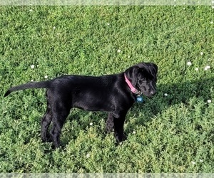 Labrador Retriever Puppy for sale in FORT COLLINS, CO, USA