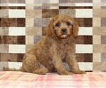 Small #2 Cavapoo (Miniature)