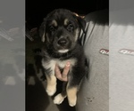 Small Photo #1 German Shepherd Dog-Siberian Husky Mix Puppy For Sale in BRIDGETON, NJ, USA