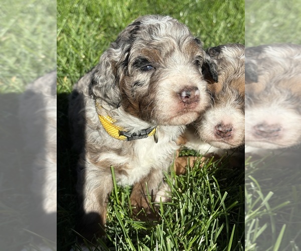 Medium Photo #32 Bernedoodle (Miniature) Puppy For Sale in HELPER, UT, USA