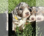 Small Photo #32 Bernedoodle (Miniature) Puppy For Sale in HELPER, UT, USA