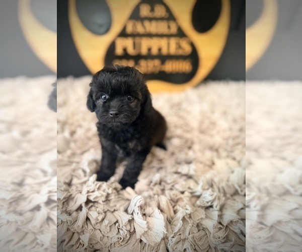 Medium Photo #2 Cavapoo (Miniature) Puppy For Sale in CROSSVILLE, TN, USA
